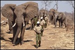 Here come the elephants for us to feed