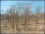 Look how dry the National Park is