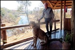 Sylvester a big friendly cat