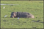 A hippo in his element