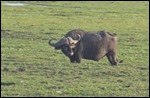 Buffalo in the marshes