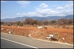 Feeding by the roadside