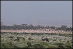 Flamingos taking flight