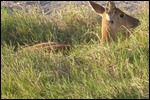 Hiding in the grasses but we can spot him