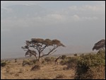 I love the shape of these trees