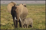 Mother & Baby
