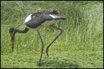 These love the marshy conditions