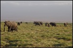 Zebras replaced with elephants