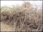 Brambles used for the walled enclosures at Village