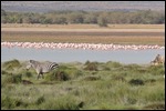 Flamingos on the lake