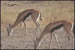 Grants Gazelles