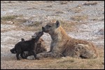 Hyena and her baby - time for a kiss