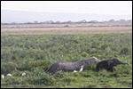 Mother & baby in the marsh