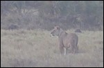 Saw this lion late in the evening