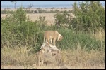 This one sat up and posed on this rock
