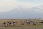 We have seen hundreds of zebras in Amboseli Res