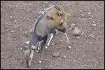 Birds eating the tick at the waterhole