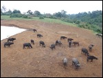 Buffalo around the waterhole at The Ark