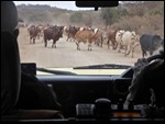 Dodging the cows on the road