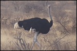 A Male ostrich sits on the eggs at night