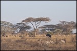 A variety of animals here-what a landscape