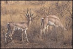 Grants Gazelles have a white rump