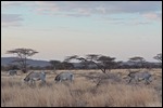 Plenty of zebra