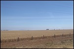 Ready to harvest and ploughed up over the road