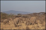 We are still seeing elephants
