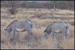 Zebra grazing 