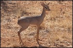 A Dik Dik