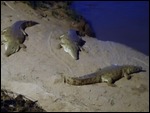 Crocodiles on bank below lodge