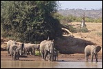 Elephants coming to the river to drink