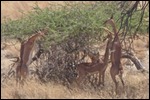 gerenuk
