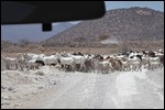 Goats crossing in front of us