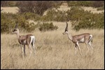 Grants gazelles