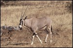 Oryx