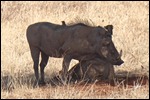 Warthogs