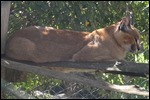A lynx at the Fairmont Animal Orphanage