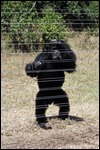 Chimpanzee shading his eyes from the sun