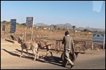 Donkeys are used to pull usually loaded carts