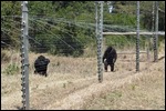 Polo walks due to the small captive cage