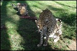 The Cheetah protective of his large bone