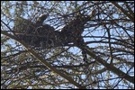 Leopard well disguised in the tree top