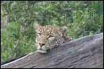 He was laying behind a log