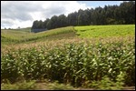 Organised cropping
