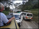 Vans jostling for position to see the leopard