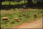 We don't see many sheep