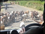 Cattle on the road