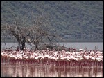 Lots of flamingos